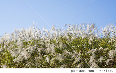 White pampas grass blooming on the riverbank of Hampyeongcheon Stream 95831559