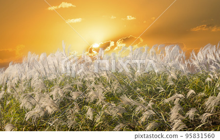 White pampas grass blooming on the riverbank of Hampyeongcheon Stream 95831560