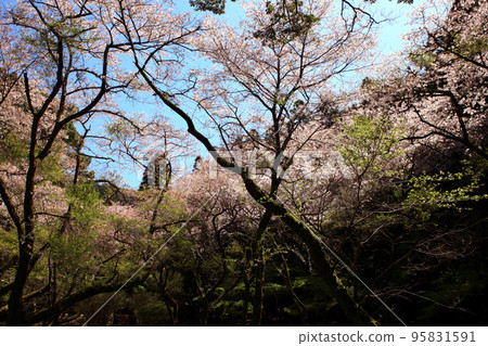 Chikuzen's Little Kyoto "Akizuki" Townscape colored with cherry blossoms in full bloom and fresh greenery Chikuzen's Little Kyoto "Akizuki" Townscape colored with cherry blossoms in full bloom and fresh greenery 95831591