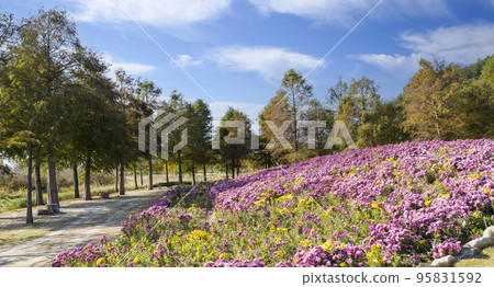 Chrysanthemum flower garden at Hampyeong Chrysanthemum Festival 95831592
