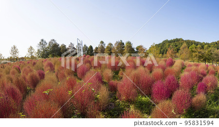 咸平菊花節的紫粉色穆利山 95831594