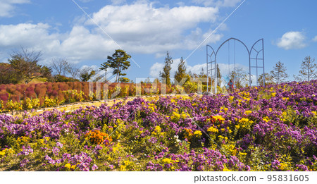 Chrysanthemum flower garden at Hampyeong Chrysanthemum Festival Chrysanthemum flower garden at Hampyeong Chrysanthemum Festival 95831605