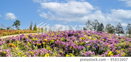 Chrysanthemum flower garden at Hampyeong Chrysanthemum Festival Chrysanthemum flower garden at Hampyeong Chrysanthemum Festival 95831607