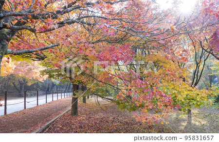 Autumn foliage path in Naejangsan National Park, Jeongeup 95831657