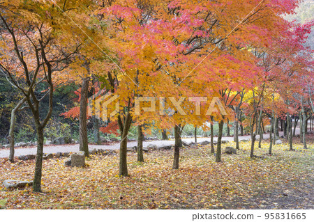 貞邑內藏山國立公園的紅葉小徑 95831665