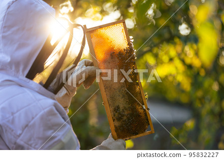 Beekeeper on an apiary, beekeeper is working with bees and beehives on the apiary, beekeeping or apiculture concept Beekeeper on an apiary, beekeeper is working with bees and beehives on the apiary, beekeeping or apiculture concept 95832227