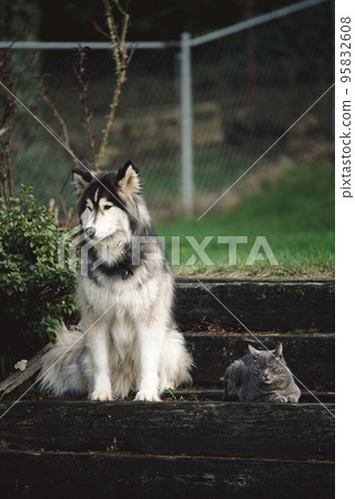 Haski and autumn Haski and autumn 95832608