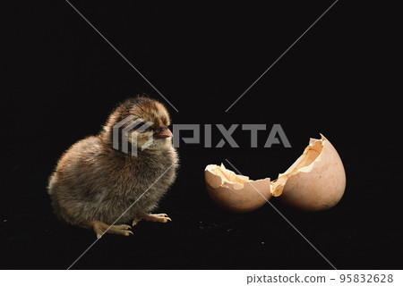 Chicken isolated on black background 95832628