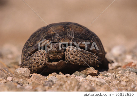 Turtle on road-metal 95832630