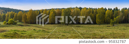 Panoramic autumn landscape. Birch grove on a hill on a clear day. Beautiful blue sky over the forest. Nature of Eastern Siberia. 95832787