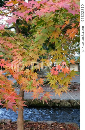Autumn leaves ④ 95832810