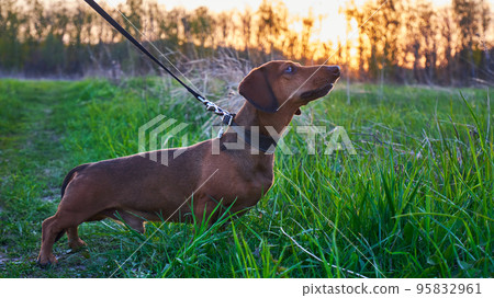 Hunting dog in nature. Brown smooth-haired dachshund in nature at sunset 95832961