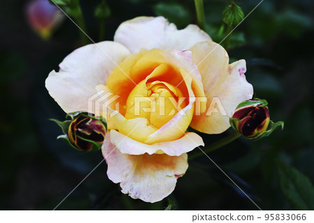 Rose Rose 95833066