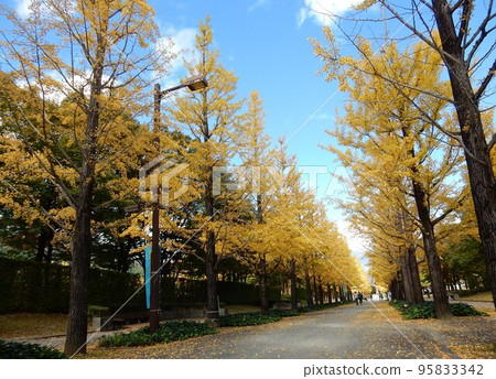 Ginkgo trees at Fukushima Azuma Athletic Park 95833342
