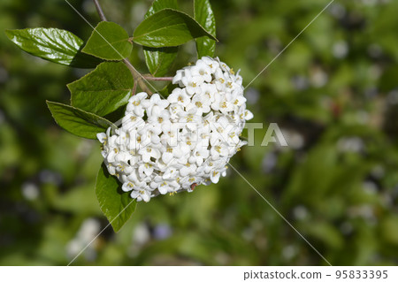 Korean spice viburnum 95833395