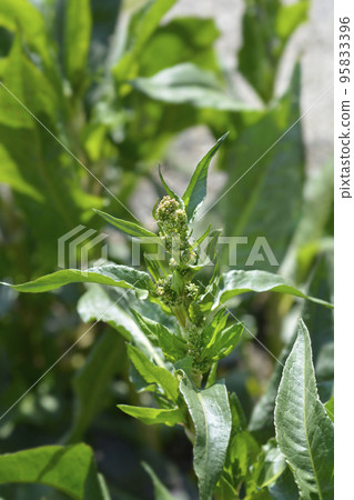 Patience dock 95833396