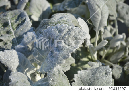 Shining-white ragwort 95833397