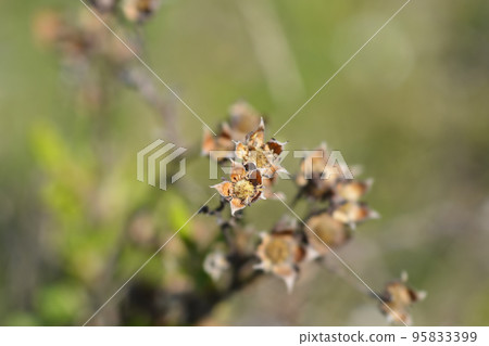 Shrubby Cinquefoil 95833399