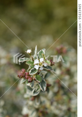 Swedish cotoneaster Juliette 95833405