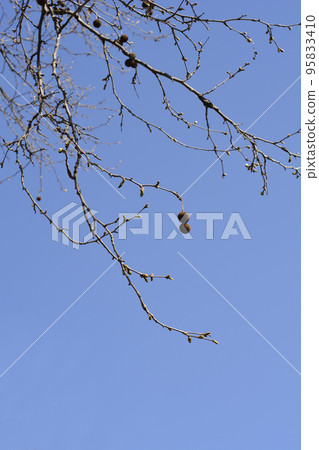 London plane 95833410