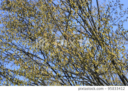 Hornbeam Fastiegata 95833412