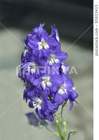 Delphinium Magic Fountain Blue 95833415