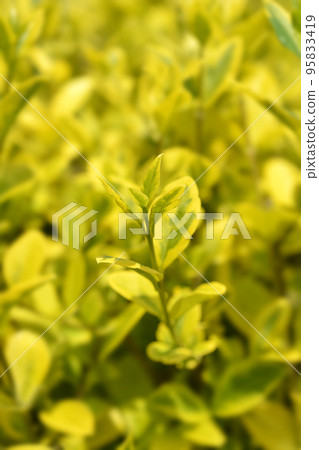 Golden privet 95833419