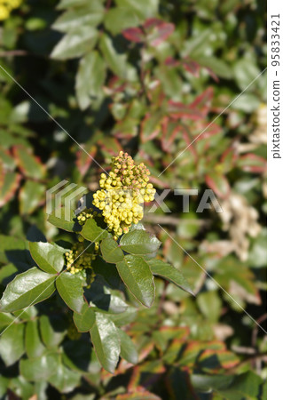 Oregon grape 95833421