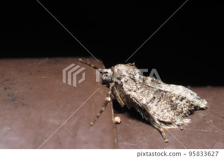 Kuroobifu Yunamishaku (Female) Kuroobifu Yunamishaku (Female) 95833627