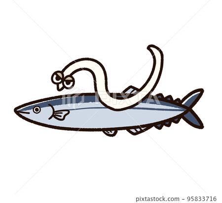 異尖線蟲寄生的太平洋秋刀魚 95833716