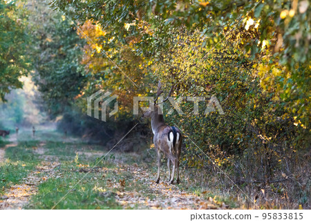 One deer (Dama Dama) in the forests of Romania in autumn time. One deer (Dama Dama) in the forests of Romania in autumn time. 95833815