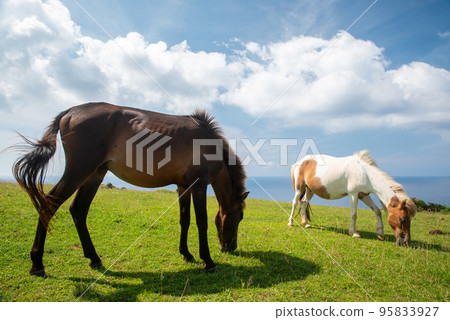 Spend time with the wild horses of Yonaguni Island Spend time with the wild horses of Yonaguni Island 95833927
