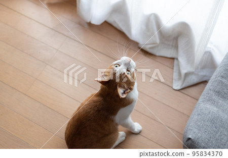 貓抬頭看棕虎白 貓抬頭看棕虎白 95834370