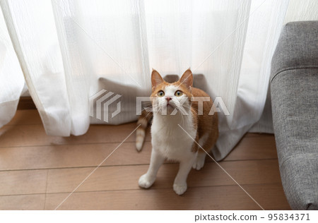 貓抬頭看棕虎白 貓抬頭看棕虎白 95834371