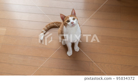 貓抬頭看棕虎白 貓抬頭看棕虎白 95834372