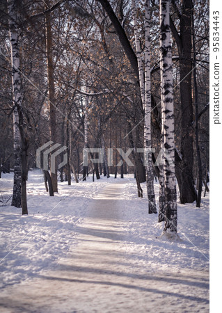 Winter forest in the morning. The birches were covered with snow. The white path in the park is illuminated by the sun's rays. Postcard vertical. High quality photo. Winter forest in the morning. The birches were covered with snow. The white path in the park is illuminated by the sun's rays. Postcard vertical. High quality photo. 95834443