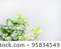 Ivy 95834549