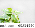 Ivy 95834550