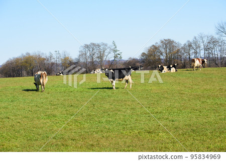 Cows grazing on a ranch in Hokkaido Cows grazing on a ranch in Hokkaido 95834969
