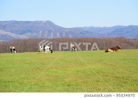 Cows grazing on a ranch in Hokkaido 95834970