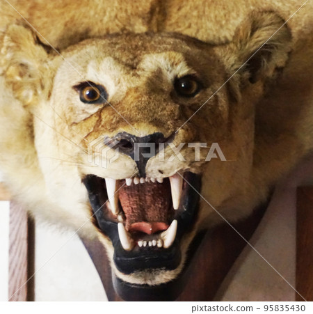 stuffed lion head stuffed lion head 95835430