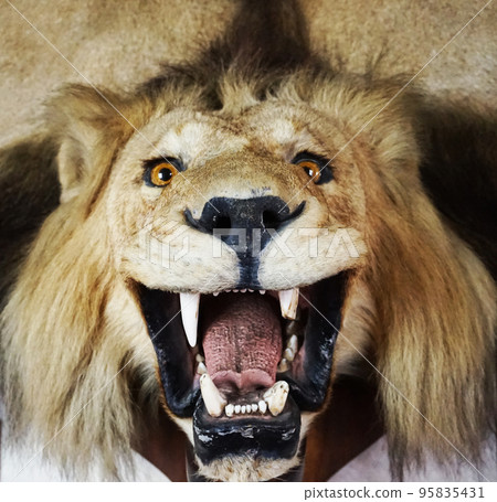 stuffed lion head stuffed lion head 95835431
