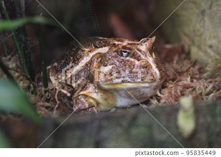 brown chaco frog 95835449