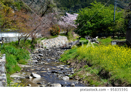 Chikuzen's Little Kyoto "Akizuki" Townscape colored with cherry blossoms in full bloom and fresh greenery 95835591
