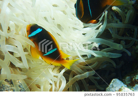 orange clown fish 95835763