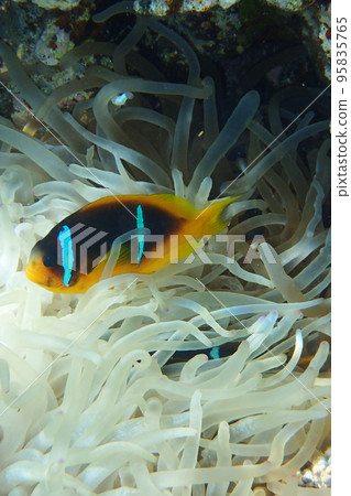 orange clown fish 95835765