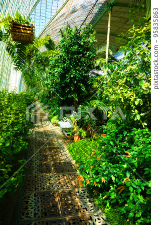 tropical greenhouse interior near Lednice castle 95835863