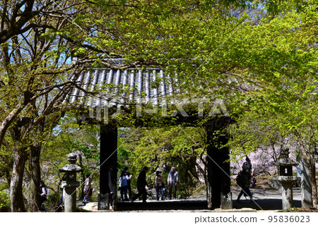 Chikuzen's Little Kyoto "Akizuki" Townscape colored with cherry blossoms in full bloom and fresh greenery Chikuzen's Little Kyoto "Akizuki" Townscape colored with cherry blossoms in full bloom and fresh greenery 95836023