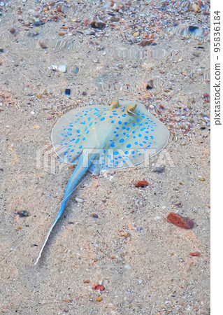 Bluespotted ribbontail ray 95836184