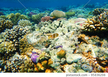 coral reef in Red Sea coral reef in Red Sea 95836208